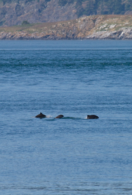 Harbor Porpoises